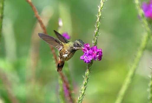 Costa Rica’s Rainforest Escape: Nayara Gardens