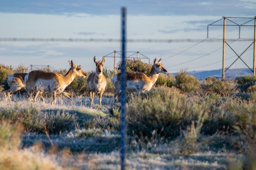Hotels Surrounded by Herds of Antelope