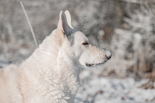 Hotels Surrounded by Polar Wolf Habitats