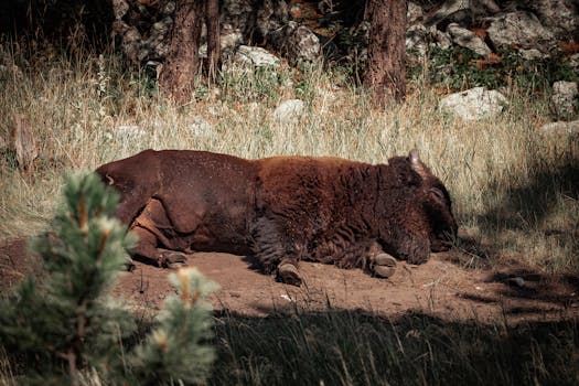 Hotels Surrounded by Wildlife Conservation Parks