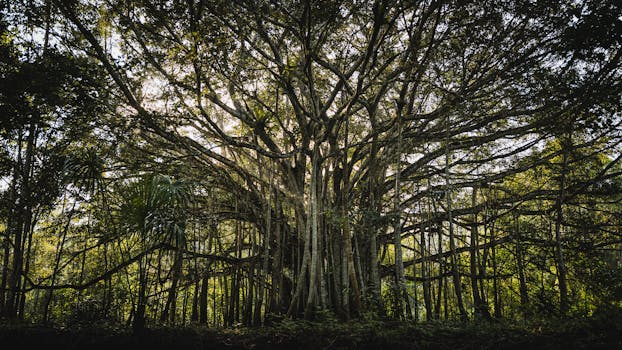 Rainforest Wonders at Treehouse Lodge, Peru