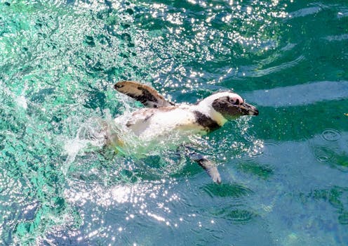 Resorts Hosting Marine Conservation Programs