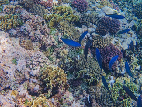 Resorts Surrounded by Eco-Friendly Coral Reefs