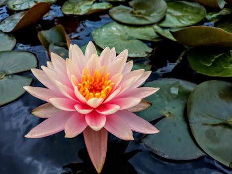 Resorts Surrounded by Meditation Lotus Gardens