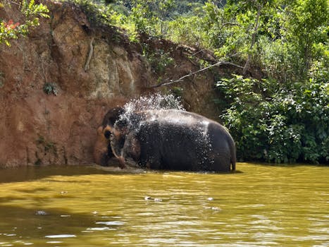 Resorts Surrounded by Tropical Elephant Forests