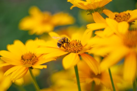 Resorts Surrounded by Wildflower Bee Sanctuaries
