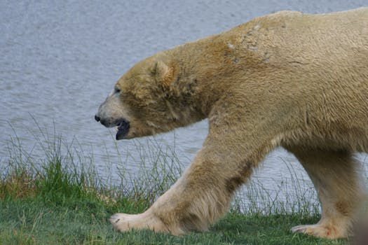 Resorts That Provide Polar Bear Viewing Domes